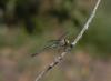 Anax parthenope